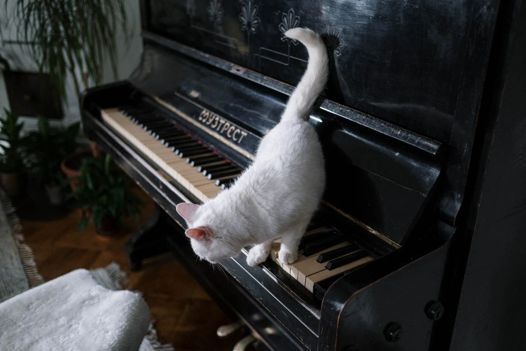 dopo il trasporto di un pianoforte un gatto cammina sui tasti