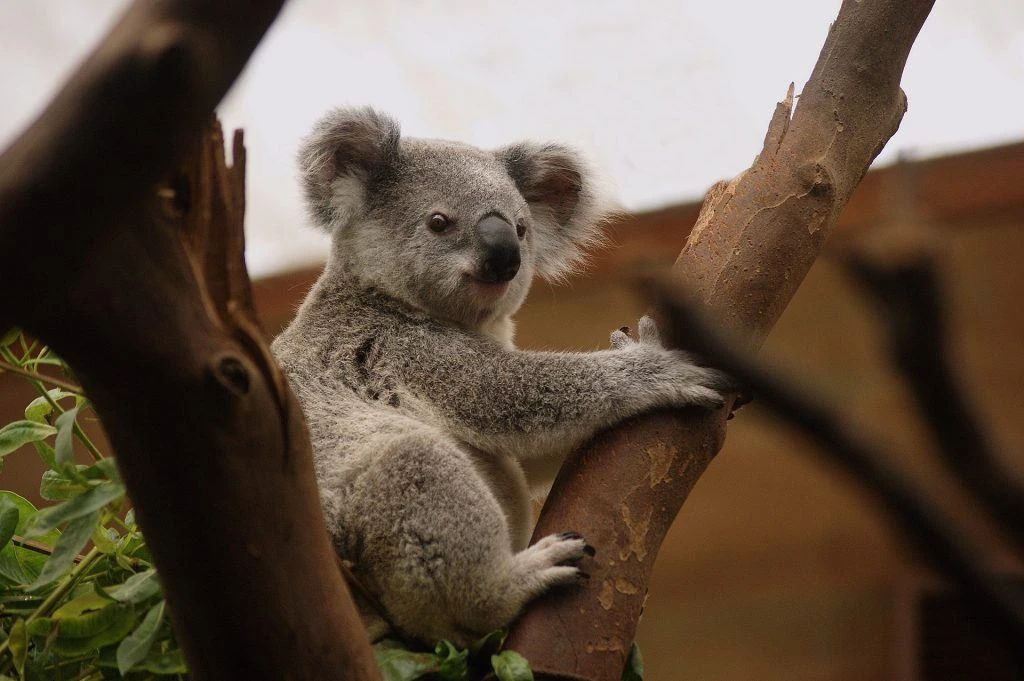 Koala visto dopo il trasloco in Australia